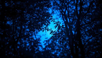 Fototapeta premium Mysterious blue light shines through dark forest trees at night