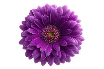 Close-up of a vibrant purple flower.  Full, detailed view of a single, deep purple flower head with a central yellow-gold disc.  Soft focus, showcasing petal structure