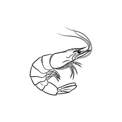 Line art illustration of a shrimp isolated on transparent background  