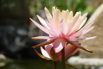 Natura