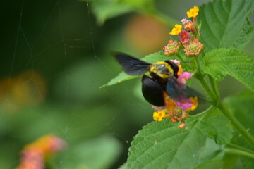 A large Tropical Carpenter Bee (Xylocopa latipes) with a fuzzy yellow thorax pollinates a colorful Lantana camara flower.