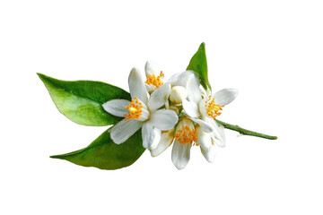 Fototapeta premium orange blossoms and leaves, isolated on transparent background