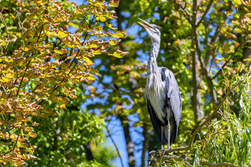 Grey heron 