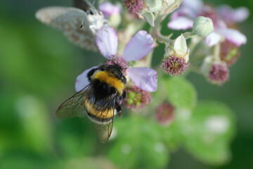 Close up of a bumblebee collects pollen from the flowers.