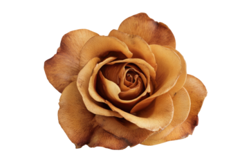 Close-up of a dried, light brownish-orange rose
