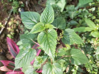 green leaves on a tree