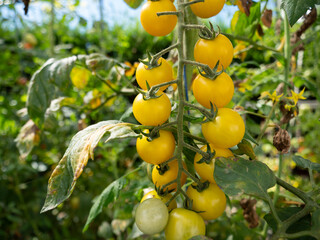 yellow tomatoes on the plant