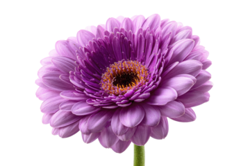 Close-up of a vibrant,  lilac gerbera daisy