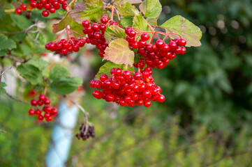 Clusters of bright red guelder rose berries hang amidst green leaves against a blurred background, showcasing seasonal beauty and abundance