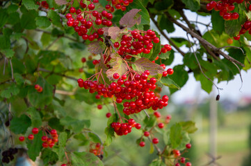 Bright red guelder rose berries dangle from green leaves, creating a striking contrast in a tranquil garden setting during the day