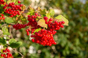 Clusters of vibrant red guelder rose berries hang from green leaves in a sunny garden during the autumn season