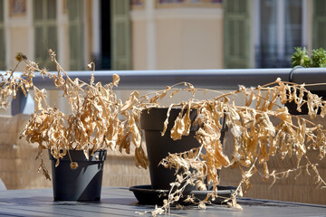 Two withered plants in black pots sitting on a balcony table. The dried brown leaves and stems are...