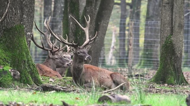 Cerf &eacute;laphe (Cervus elaphus) en for&ecirc;t de Rambouillet, cervid&eacute; majestueux dans son habitat naturel