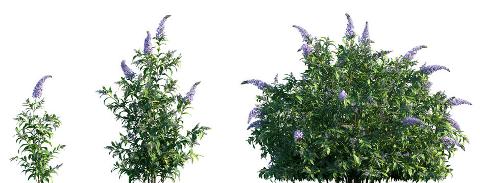 Set of Buddleja lindleyana (commonly known as Lindley's butterfly bush) frontal isolated png on a transparent background perfectly cutout