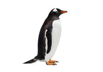 Fototapeta premium Detailed side view of a gentoo penguin.