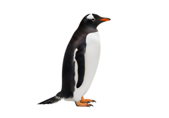 Detailed side view of a gentoo penguin.