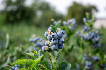 Bright blueberries grow in abundance on their leafy branches, waiting to be picked in a sunny agricultural field