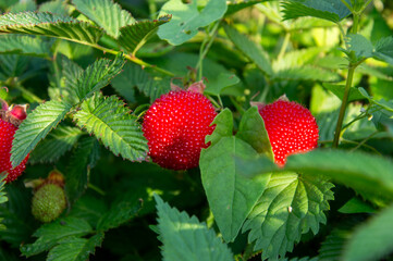Juicy Norwegian raspberries grow in a lush garden, nestled among vibrant green foliage under clear skies, showcasing their rich red color