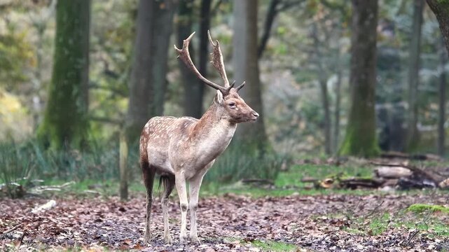 Daim (Dama dama) en for&ecirc;t de Rambouillet, photographie animali&egrave;re en milieu naturel