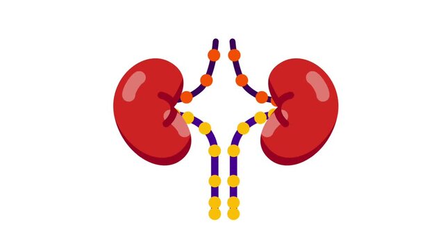Two kidneys with a detailed ureter system, illustrating their role in filtering waste, maintaining fluid balance, and bodily detoxification