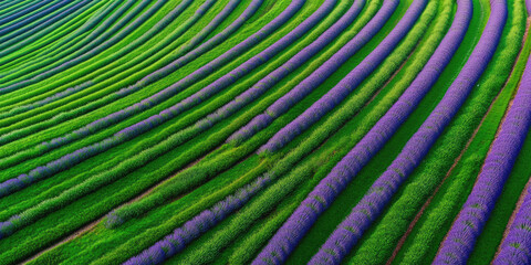 Fototapeta premium Lavender fields are shown in curving rows with green grass between them. Concept: Nature, agriculture, harmony