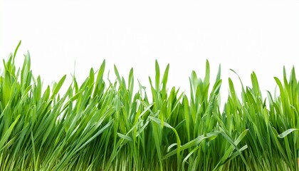 Fototapeta premium green grass closeup border isolated on white or transparent