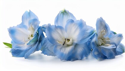 silky delphinium dream isolated on white background