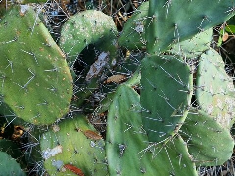 Close-up of large green spiky cactus leaves with dry leaf in summer season. Opuntia ficus 