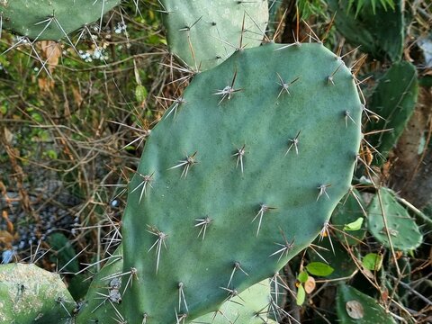 Close-up of large green spiky cactus leaves with dry leaf in summer season. Opuntia ficus 