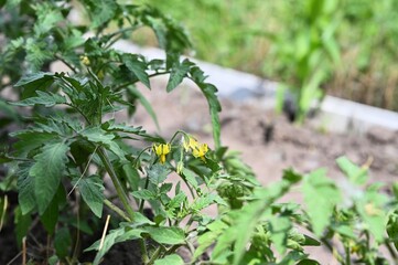 The vibrant green leaves and budding blossoms indicate early stages of fruit development. Natural outdoor setting with blurred background.