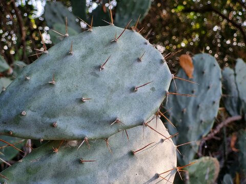 Close-up of large green spiky cactus leaves with dry leaf in summer season. Opuntia ficus 