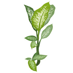 Dumb Cane illustration png