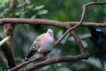 Fototapeta premium Crested Pigeon (Ocyphaps lophotes) perched on wooden rail with blurred green background in Hong Kong. 