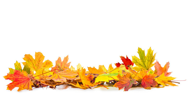 pile of fall leaves isolated, autumn natural background