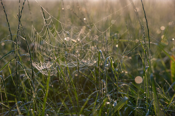 spider web in the dewy grass