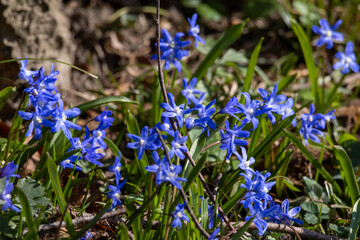 many blue flowers of the star hyacinth on a meadow at springtime