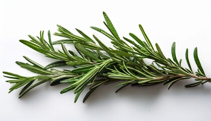 Fototapeta premium rosemary on white background