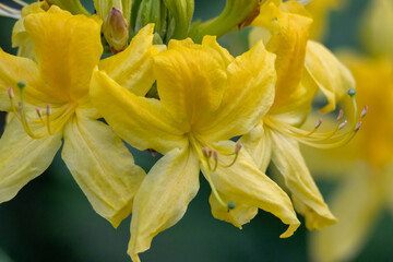 Close-up of vibrant yellow azalea flowers in full bloom &ndash; spring nature scene