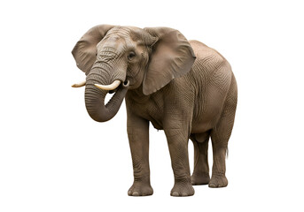 Fototapeta premium Full shot of an elephant against a black background.