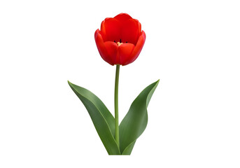 Vibrant red tulip on a black background.