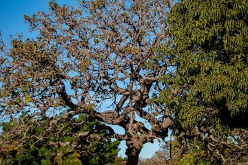 Pequi tree, with twisted trunk typical of the Brazilian cerrado biome, in winter without the leaves. Caryocar Brasiliense