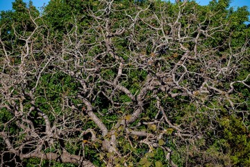 Pequi tree, with twisted trunk typical of the Brazilian cerrado biome, in winter without the leaves. Caryocar Brasiliense