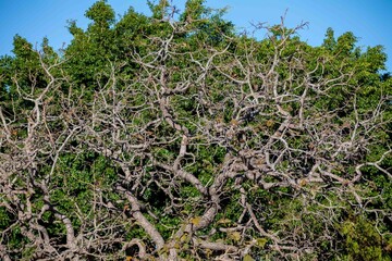 Pequi tree, with twisted trunk typical of the Brazilian cerrado biome, in winter without the leaves. Caryocar Brasiliense