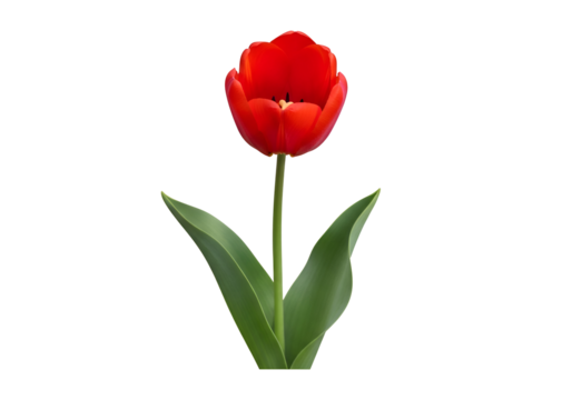 Vibrant red tulip on a black background.