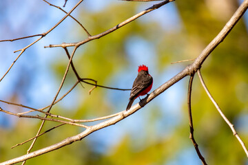 Small red and black bird Pyrocephalus Rubinus, popularly known migratory as a prince, red-fly, sunset mother and boy, ox blood