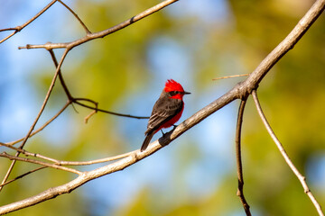 Small red and black bird Pyrocephalus Rubinus, popularly known migratory as a prince, red-fly, sunset mother and boy, ox blood