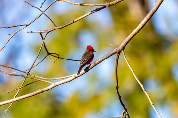 Small red and black bird Pyrocephalus Rubinus, popularly known migratory as a prince, red-fly, sunset mother and boy, ox blood