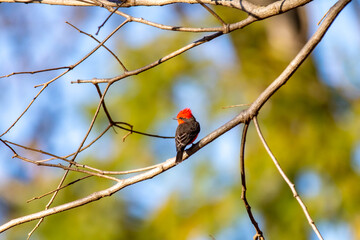 Small red and black bird Pyrocephalus Rubinus, popularly known migratory as a prince, red-fly, sunset mother and boy, ox blood