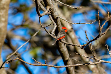 Small red and black bird Pyrocephalus Rubinus, popularly known migratory as a prince, red-fly, sunset mother and boy, ox blood