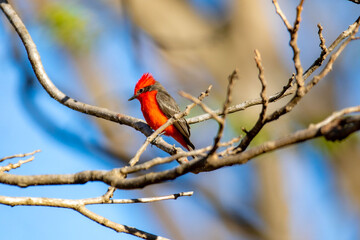Small red and black bird Pyrocephalus Rubinus, popularly known migratory as a prince, red-fly, sunset mother and boy, ox blood